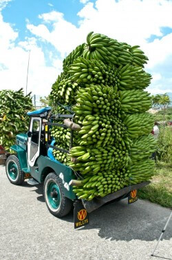 Yipao carrying green plantains 